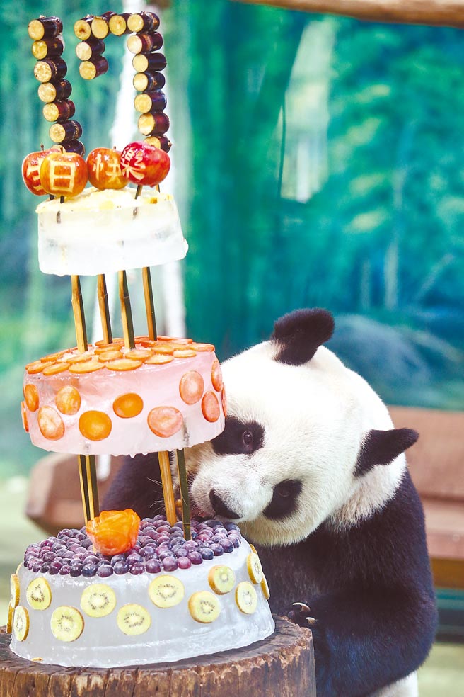 台北市立动物园大猫熊「团团」、「圆圆」（见图）生日仅差2天，动物园昨特别举办生日趴来帮2只猫熊欢度17岁生日。（邓博仁摄）