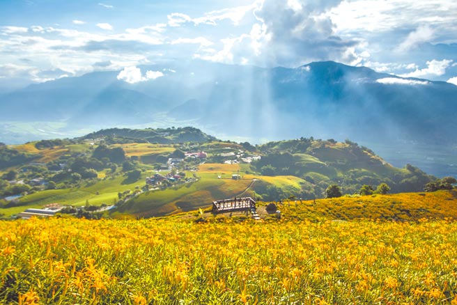 六十石山金针花季绝美盛开。（日晖国际渡假村提供）