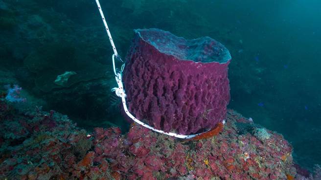 基隆潮境海灣保育區桶形海棉生物遭遊客五花大綁。（國立海洋科技博物館提供／陳彩玲基隆傳真）