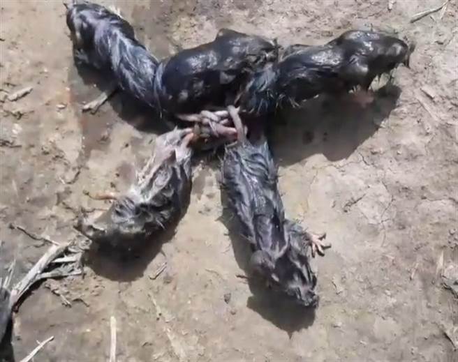 俄罗斯一名男子日前在西瓜田中，发现5只尾巴交缠在一起的幼鼠。(图/翻摄自IG/@__alibulat__rasulov__)