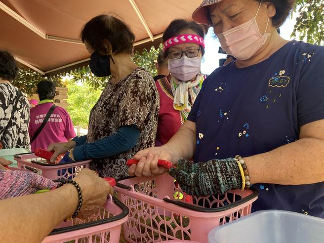 台东县府推县内一日游首发团1日出发，长者们参与动手腌制莎梨橄榄。（蔡旻妤摄）