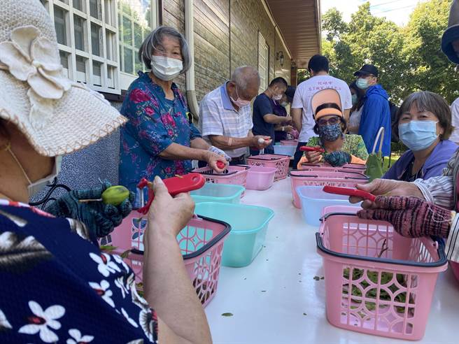 台东县府推县内一日游首发团1日出发，长者们参与动手腌制莎梨橄榄。（蔡旻妤摄）