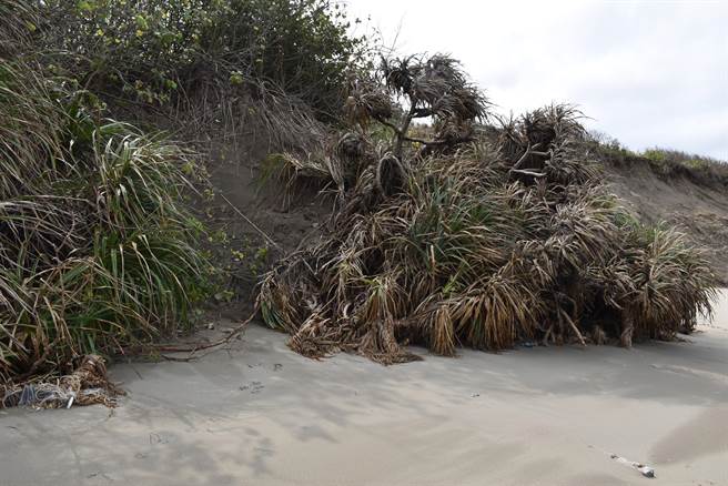 竹南假日之森海滨砂岸发生严重崩坍。（谢明俊摄）