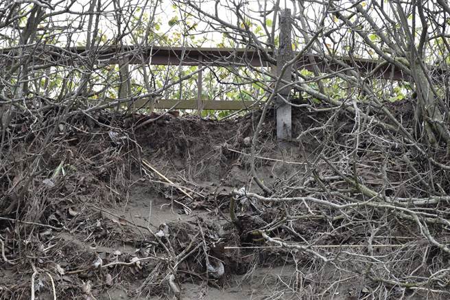 竹南假日之森海滨砂岸发生严重崩坍，已危及人行木栈道安全。（谢明俊摄）