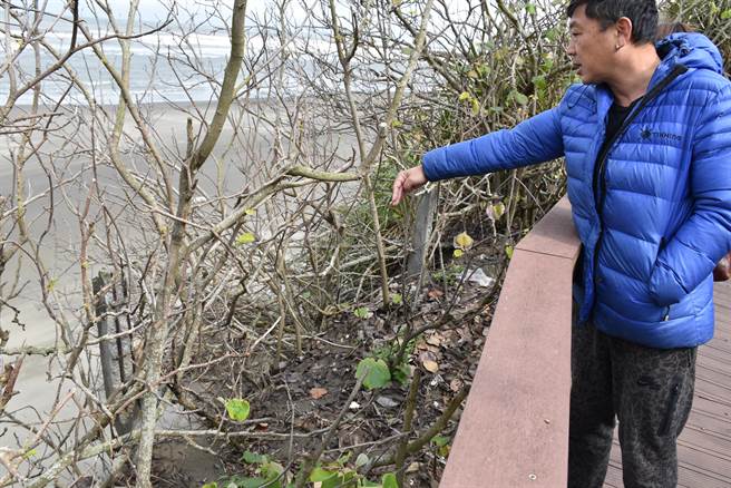 竹南假日之森海滨砂岸发生严重崩坍，已危及人行木栈道安全。（谢明俊摄）