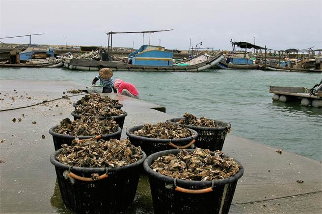 云林县牡蛎因8月豪大雨受损，中秋吃牡蛎恐涨1成以上。（张朝欣摄）