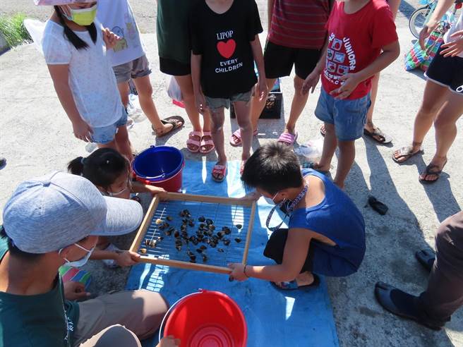 观树教育基金会在云林县口湖乡举办「海口小渔夫」活动，为文蛤产业扎根。（观树教育基金会提供／张朝欣云林传真）