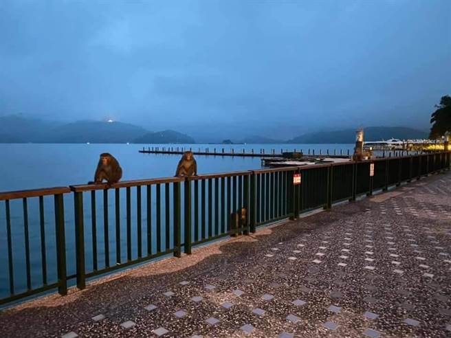 鱼池农会理事长刘启行日前目睹猴子首次现踪水社码头，4只盘据在潭边栏杆。（刘启行提供／陈淑娥南投传真）