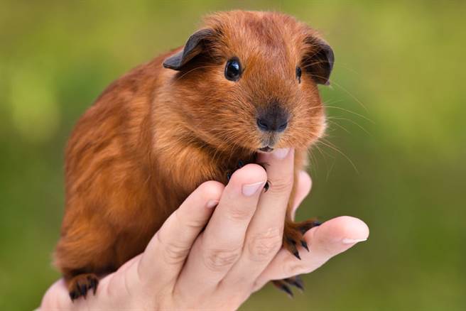 泰国女饲主分享公天竺鼠发情的影片，让她只能硬着头皮帮忙「排解」，画面曝光引起不少饲主共鸣。（示意图／达志影像）