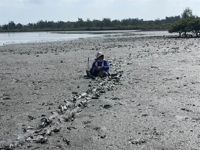 67岁陈姓妇人1日下午与儿子到布袋龙宫溪一带探勘新景点，竟身陷沙洲泥滩地动弹不得，甚至因脚麻没力气受困沙洲上。（海巡署第四岸巡队提供∕吕妍庭嘉义传真）