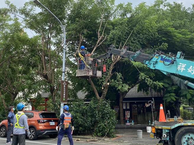 新化大目降文化园区修树挨轰粗暴，今天派员重新修整。（曹婷婷摄）