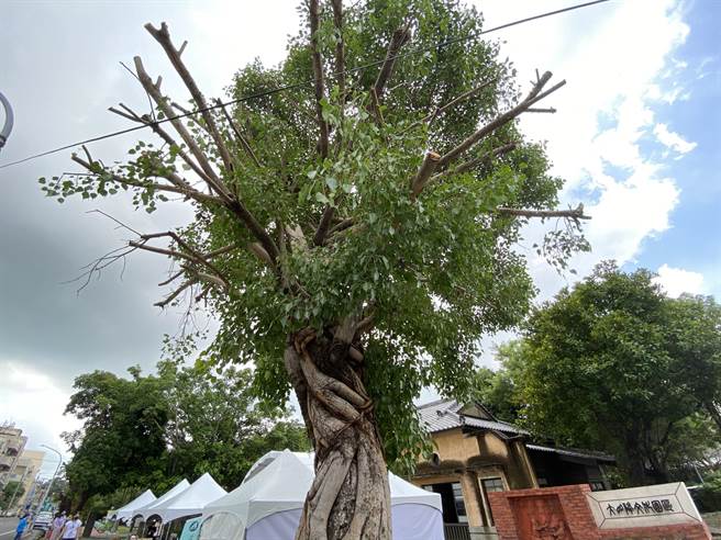 新化大目降文化园区修树挨轰粗暴，黄伟哲强调会请相关单位检讨。（曹婷婷摄）