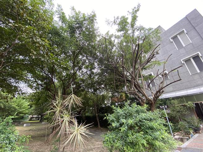 新化大目降文化园区修树挨轰粗暴，黄伟哲强调会请相关单位检讨。（曹婷婷摄）