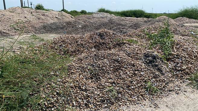 彰化县芳苑乡就有文蛤养殖户抱怨，因为雨灾他的文蛤接连死亡，每天死文蛤都万台斤万台斤的捞。(吴建辉摄)