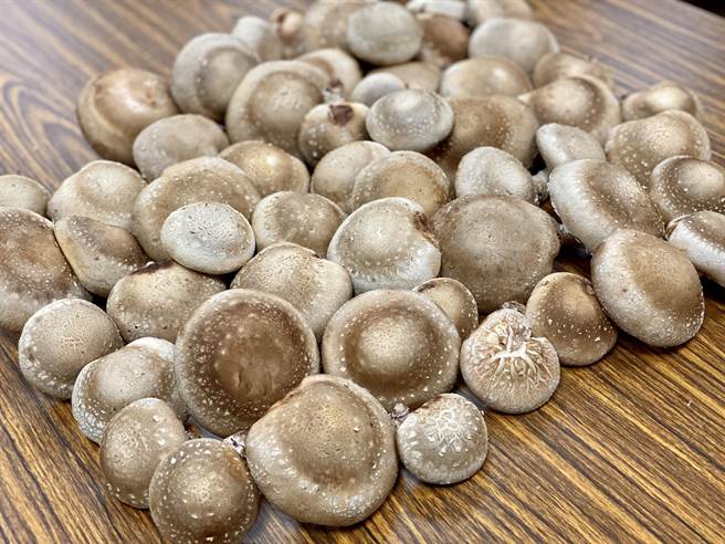 学员亲手栽培的段木香菇。（东势林管处提供／王文吉台中传真）