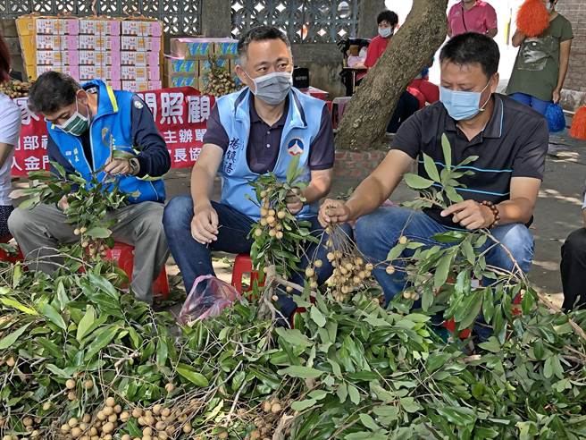 杨镇浯县长今天偕金湖镇长陈文顾加入採收行列，希望大家一起来关心弱势，将一棵高高龙眼树、满满慈善爱心的故事继续传递下去。（李金生摄）