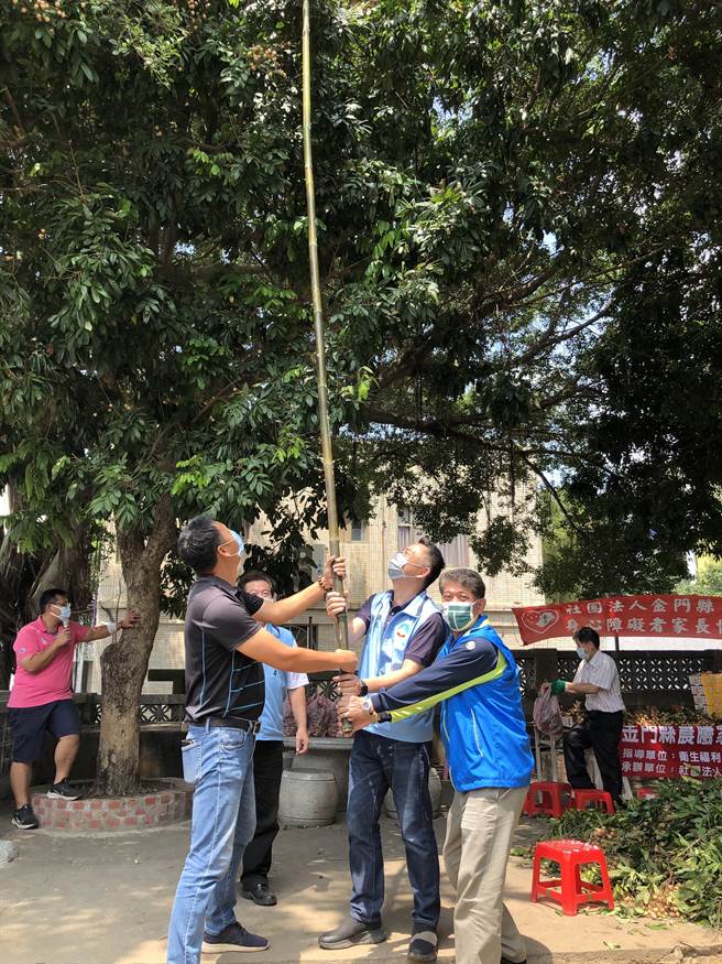 杨镇浯县长并与陈文顾镇长客串「义工」，一起用长竿採收1大串龙眼。（李金生摄）