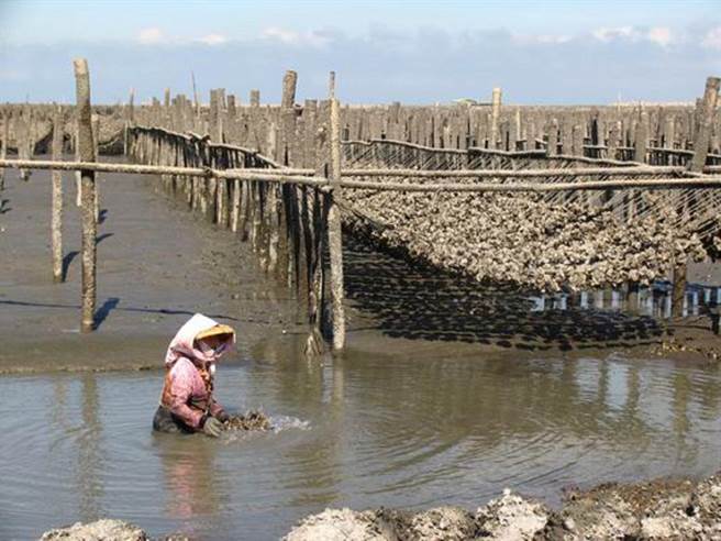大陆3倍体牡蛎具优势，云林县牡蛎农吁台湾渔政单位即早因应。（张朝欣摄）