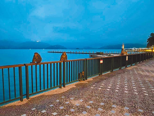 鱼池农会理事长刘启行日前目睹猴子首次现踪水社码头，4只盘据在潭边栏杆。（刘启行提供／陈淑娥南投传真）