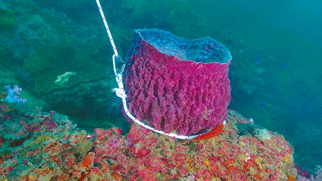 基隆潮境海灣保育區桶形海棉生物遭遊客五花大綁。（國立海洋科技博物館提供／陳彩玲基隆傳真）