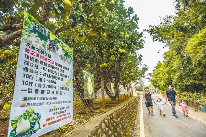 新竹县峨眉乡文旦柚将进入採收期，受疫情影响买气不佳。（罗浚滨摄）