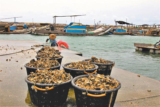 云林县牡蛎因8月豪大雨受损，中秋吃烤牡蛎恐涨1成以上。（张朝欣摄）