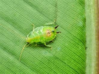 世界上竟有蟑螂「這麼漂亮」 翡翠綠讓專家著迷