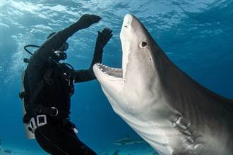 潛水惹怒巨鯊慘遭咬住頭 遊客拍下驚險脫困畫面