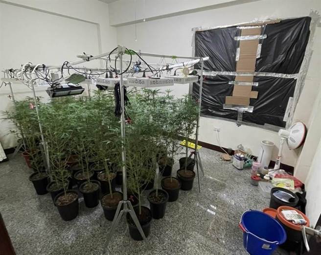 彰化县鹿港镇一名61岁的张姓男子，去年透过不详来源取得大麻种子后，分别在南投一处铁皮屋，与台中住所栽种大麻，以扦插方式种植大麻活株。（示意图／本报资料照片）