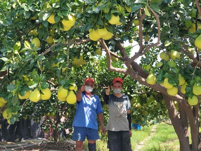 斗六文旦有著貴妃般的香氣與香甜，品嘗一口鮮甜直衝腦門，目前斗六文旦大多已採收完畢，正在倉庫吹冷氣等候消水。（周麗蘭攝）