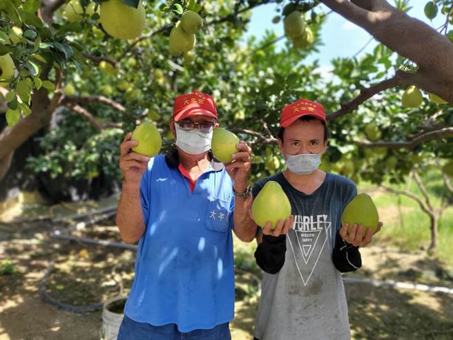 今年文旦結果的季節沒下雨，外皮普遍比去年均勻、漂亮。（周麗蘭攝）