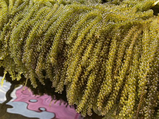 有「绿色鱼子酱」之称的「海葡萄」营养丰富，金门县水产试验所养殖成功，即日起至9／10受理电话订购。（金门县水试所提供）