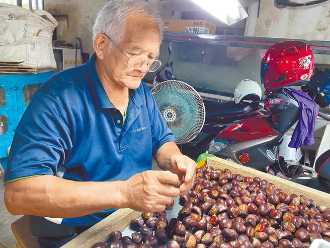 高天赐坐在灯下，挑掉受水伤、有问题的栗子，严格控管品质。（张亦惠摄）