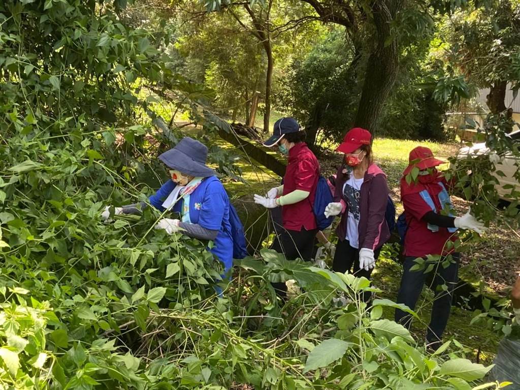 9 4小花蔓泽兰防治日走进山林清除可领收购金 宝岛 中时