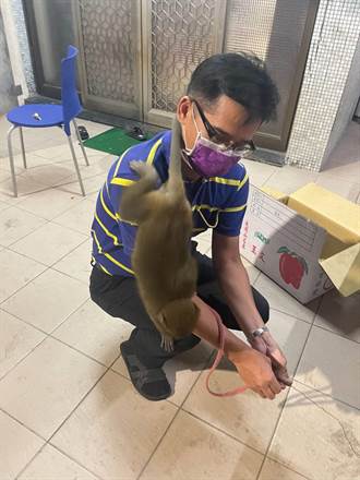 疑違法飼養 獼猴現身台南市區 里長親自「抓猴」