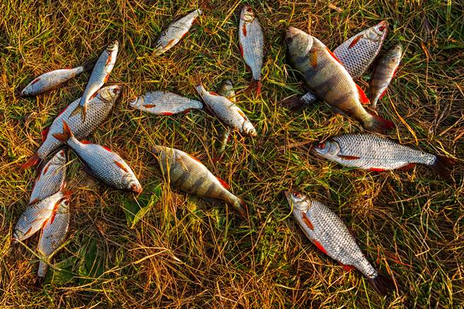 4樓住戶發現家中離奇淹水，甚至還出現好幾條魚。(示意圖/達志影像)