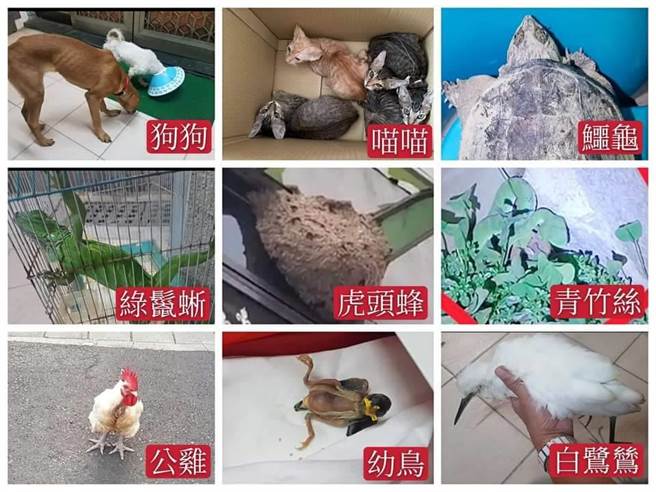 南区大忠里长许智雄将里民捡拾交付的动物照片组成一张图，大嘆处理流浪动物快可开动物园。（许智雄提供／程炳璋台南传真）
