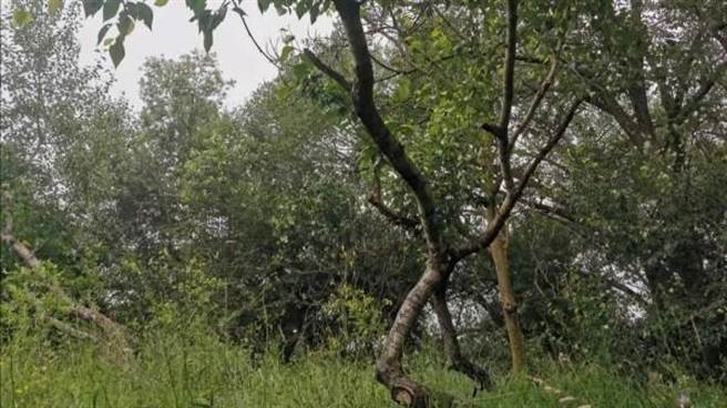 3年前甘肅省鎮原縣9歲男童被控勒斃7歲女童再掛上樹杈現場。（正觀新聞）