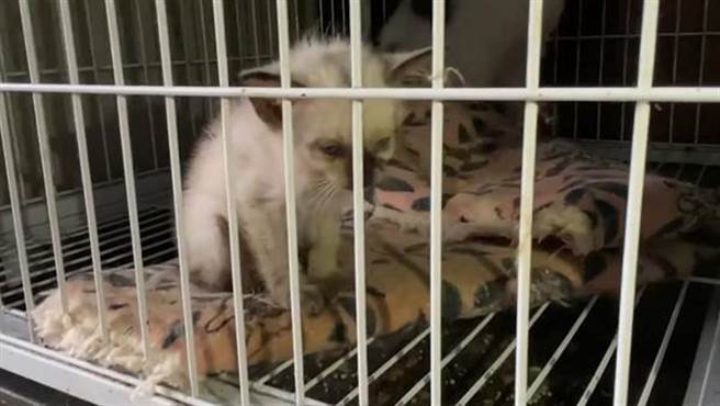 猫咪骨瘦如柴。（图／翻摄微博）