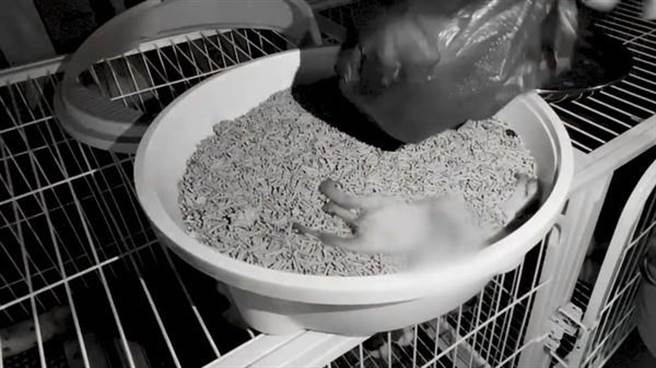 小猫因无人照顾不幸死亡。（图／翻摄微博）