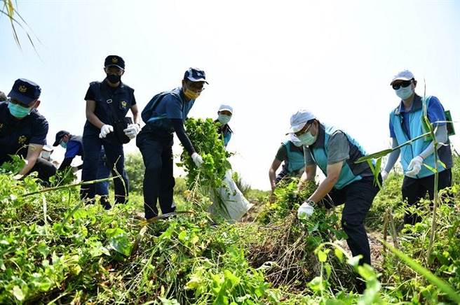 东势林管处长张弘毅及三河局课长齐心拔蔓。（东势林管处提供／王文吉台中传真）