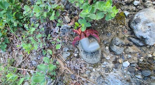 台东杨姓民眾也在绿岛乡发现1只以废弃水管为家的短腕陆寄居蟹。（民眾提供／蔡旻妤台东传真）