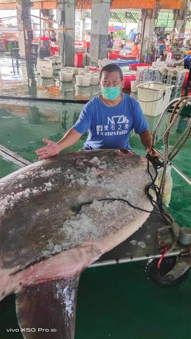 嘉义县今5日有渔民在东石外海捕捉到一尾巨型大鱼，重达180公斤重，最后确认是在台湾西部沿海较少见的翻车鱼。（网友「成峻」提供∕吕妍庭嘉义传真）
