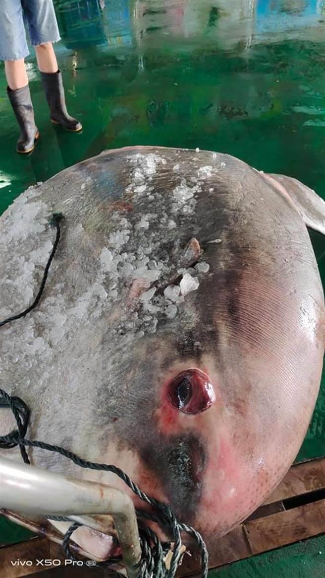 嘉义县今5日有渔民在东石外海捕捉到一尾巨型大鱼，重达180公斤重，最后确认是在台湾西部沿海较少见的翻车鱼。（网友「成峻」提供∕吕妍庭嘉义传真）
