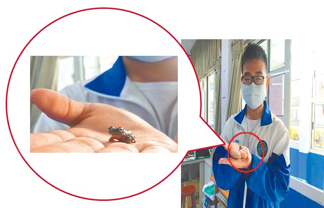 雲林縣揚子高中學生蔡長佑和他的白氏樹蛙。（教育部提供／林志成台北傳真）