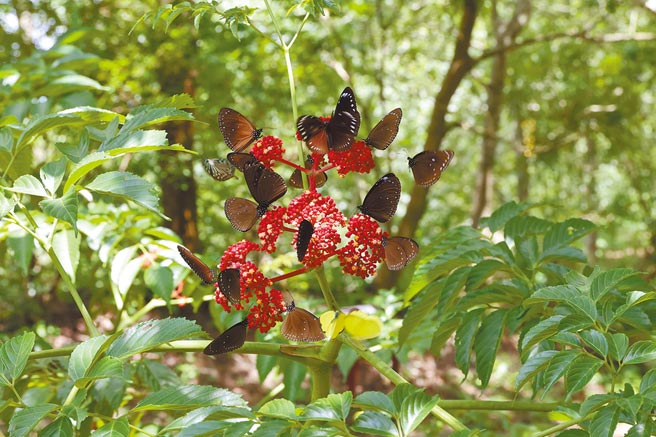 台南市关子岭红叶公园紫斑蝶今年因气候影响，数量不若往年，4日观测到约300只。（台湾紫斑蝶生态保育协会提供／张毓翎台南传真）
