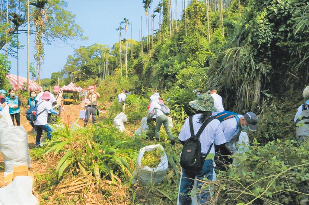 抗绿癌林务局收购小花蔓泽兰 地方新闻 中国时报