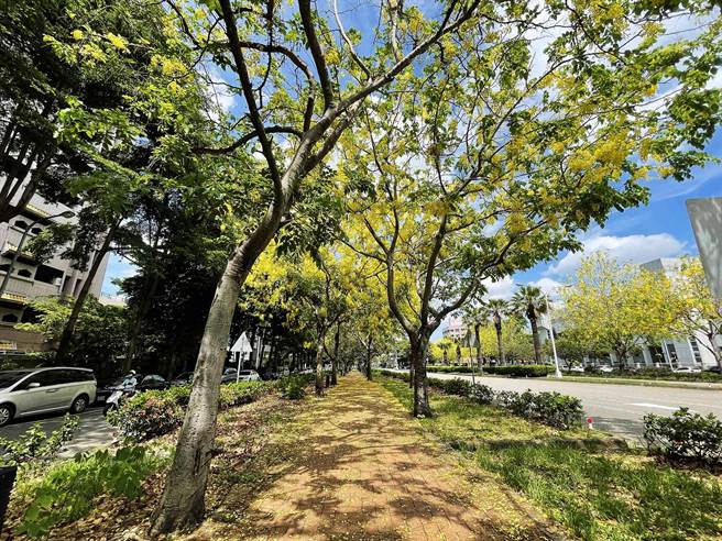 市議員邱素貞指出，台中市興大路綠園道橫跨東南區，每逢5、6月間阿勃勒花盛開，吸引許多遊客拍照打卡，建議市府規畫舉辦「季節限定」主題活動，促進地方觀光。（市議員邱素貞提供）