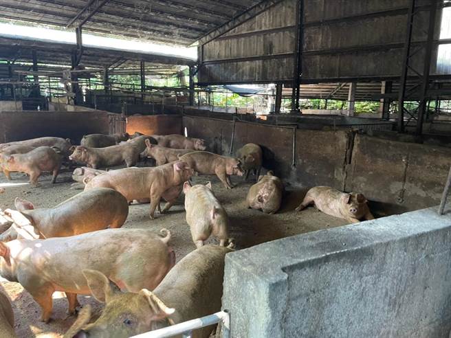 因应非洲猪瘟防疫，9月1日起至9月30日全国暂时禁用厨余喂猪，嘉义县家畜疾病防治所等单位展开全县养猪场大清查，并针对11场开罚53.6万元。（嘉义县政府提供∕吕妍庭嘉义传真）