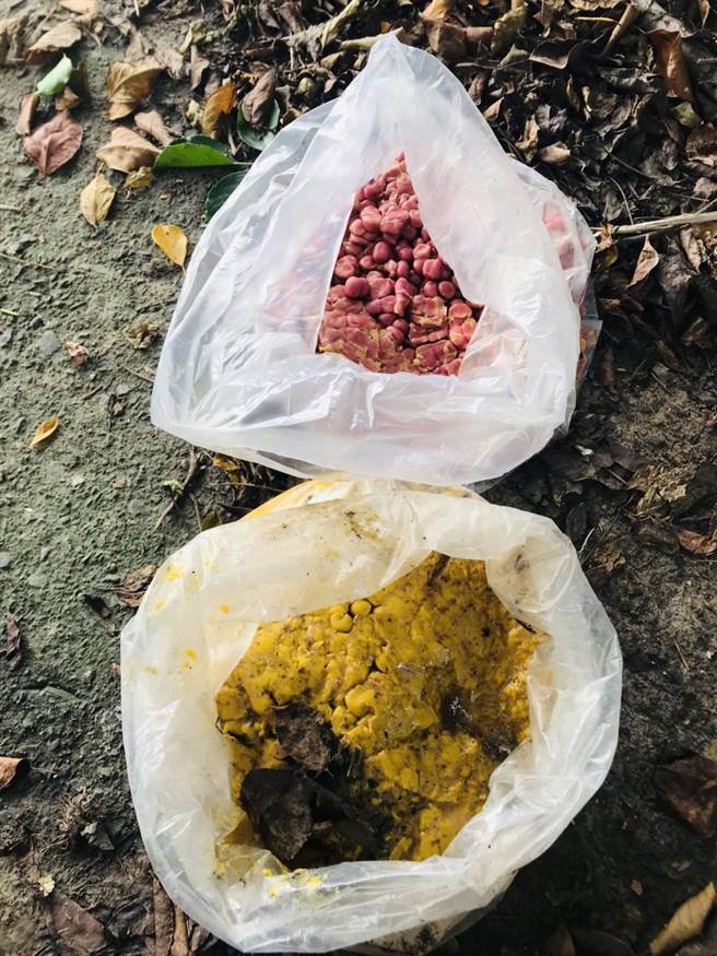 家畜疾病防治所人员当场查扣两大袋持续散发出甜香味，受潮、变形的曼陀珠。（嘉义县家畜疾病防治所提供∕吕妍庭嘉义传真）